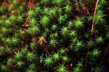 Vahşi orman çim arka plan, güzel bahçe deseni.