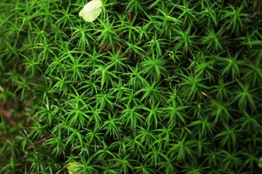 Vahşi orman bitki sevesi, güzel çim arka plan.