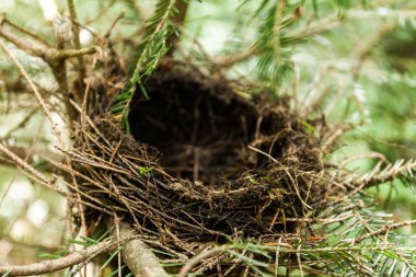 Dallarda boş kuş yuvası, vahşi orman hayvanları.