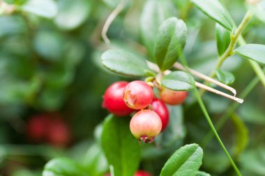 Finlandiya güzel lingonberry, antioksidan berry. Lezzetli böğürtlen.