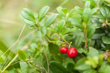 Sonbahar lingonberry şube, böğürtlen çalı yakın çekim.