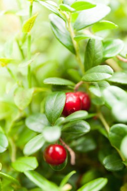 Sonbahar antioksidan - lingonberry çalı. 