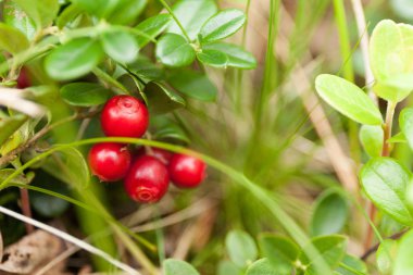 Antioksidan sonbahar lingonberry arka plan, güzel berry şube.