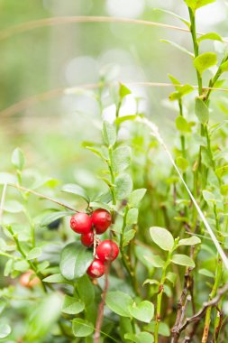 Cowberry avrasya florası, yenilebilir orman lingonberry.