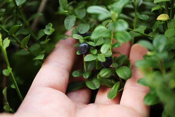 Vild skogsblåbär bakgrund, Bush bär. — Stockfoto