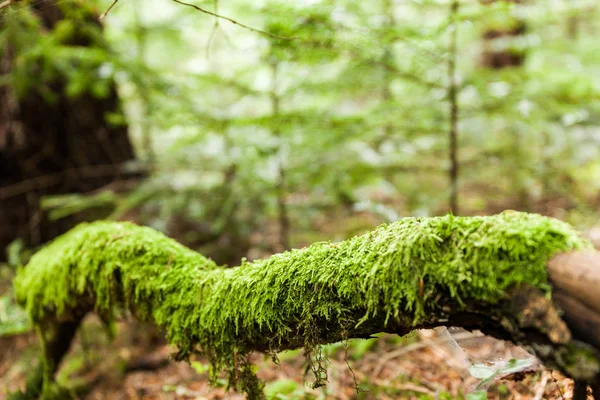 Musgo del bosque grueso en rama. Copia espacio para texto. Fondo salvaje . — Foto de Stock