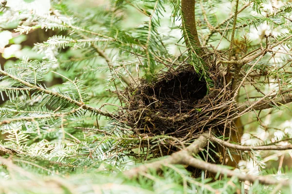 枝、森の動物の空の鳥の巣. — ストック写真