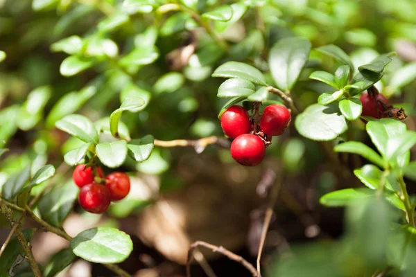 Agricultura de outono lingonberry, arbusto de cowberry. Comida natural da floresta sempre verde . — Fotografia de Stock