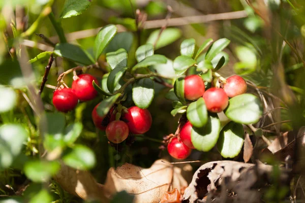 Cowberry flora, forest lingonberry, autumn antioxidant food. — Stock Photo, Image
