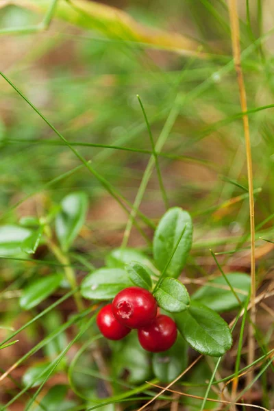 Autumn forest berries, lingonberry branch, fresh antioxidant food. — Stock Photo, Image