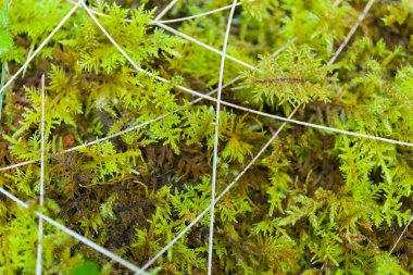Soyut vahşi orman çim arka plan. Güzel makro dalı.