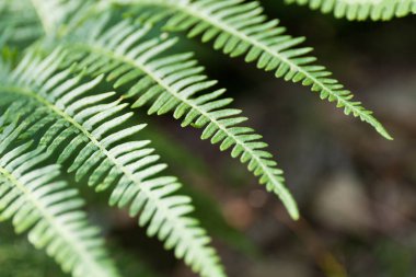 Güzel soyut arka plan, botanik dalı. Orman bitkisi, trop