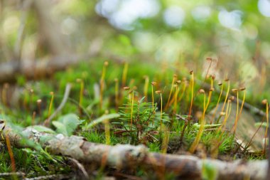 Soyut vahşi orman çim arka plan. Güzel makro dalı, b