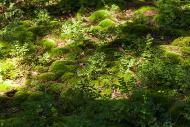 Parlak temiz çim arka plan, güzellik botanik parlak.