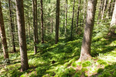 Orman vahşi çam ağacı arka plan, parlak sonbahar doğa lan