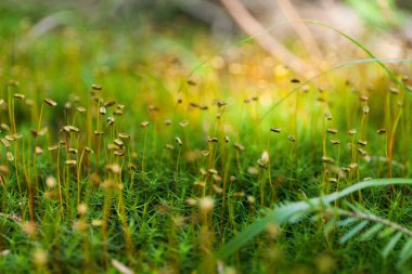 Sonbahar çim arka plan, güzel soyut renk tasarımı.