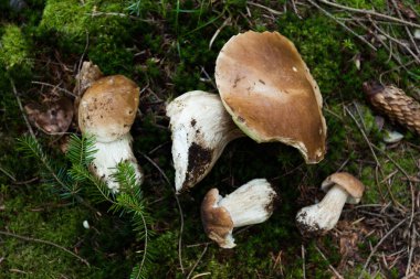 Orman sonbahar yenilebilir Penny çörek mantar. Vahşi kuruş topun, cep, porc