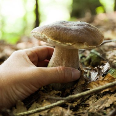 Sonbahar vahşi orman porcini, vegan boletus. Vahşi kuruş topun, cep, 