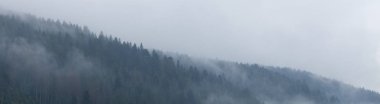 Sisteki dağ ormanı, orman atmosferi. Güzel ambiyans wi