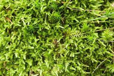 Yosun doku duvar arka plan, eski orman deseni.