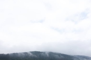 Dağ ormanı sisi, çam ağacı manzarası. Sisiçinde doğa ormanları. 