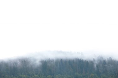 Dağda soğuk hava orman sis. Puslu sis, çam manzarası.