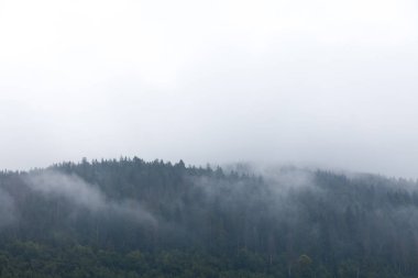 Orman ladin atmosferi, havada sis. Sonbahar ambiyans yamaç.