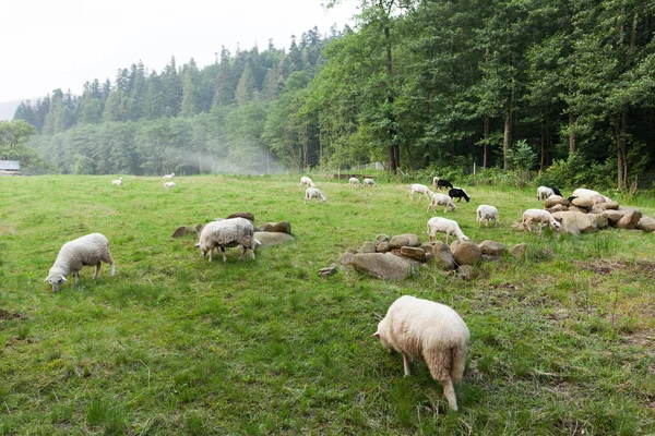 Wool sheep farm, rural cute animals.