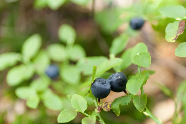 Wild blueberry bush, cultivated agriculture.