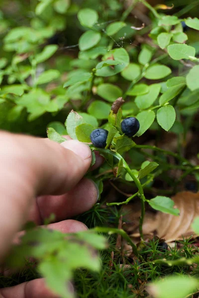 Forest delicious blueberry bush, wild bilberry.