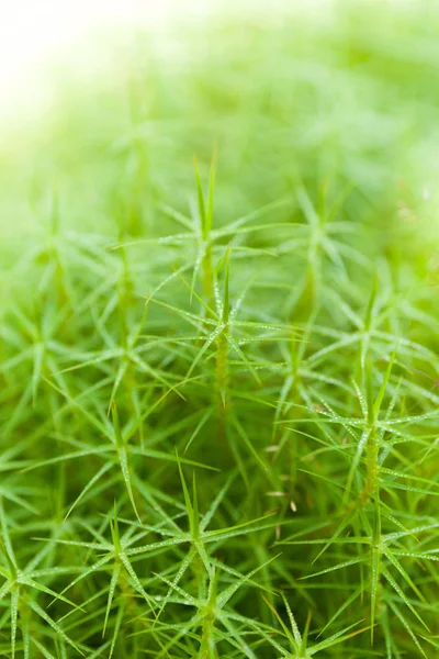 밝은 깨끗한 잔디 배경, 미용 식물 밝은. — 스톡 사진