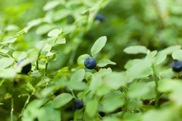Blueberry bush plant in forest, wild ripe autumn berry.