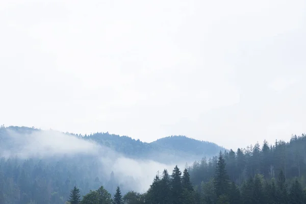 Туман горных лесов, сосновый пейзаж. Лес природы в тумане . — стоковое фото
