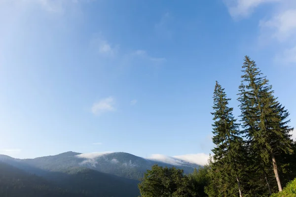 Karpat Natura Las sosnowy, Błękitne niebo i góry. Kopiuj Spa — Zdjęcie stockowe