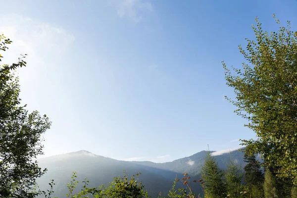 Cárpatos otoñales naturaleza bosque de pinos, cielo azul y montañas. C — Foto de Stock