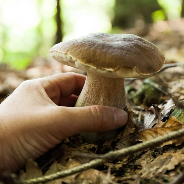 Autumn wild forest porcini, vegan boletus. Wild penny bun, cep,