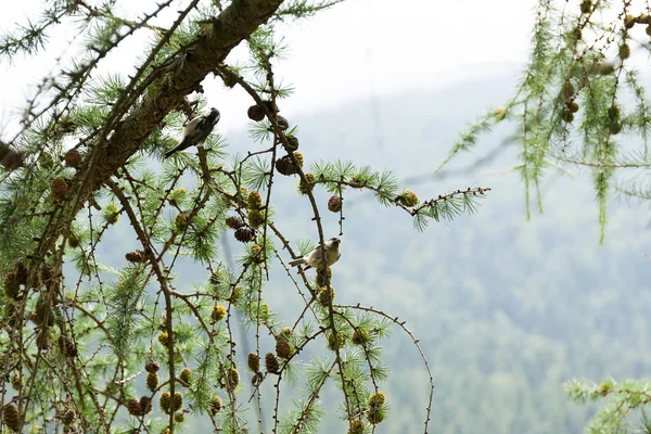 Rama de conos de pino marrón en bosque, abeto, hermoso fondo . — Foto de Stock
