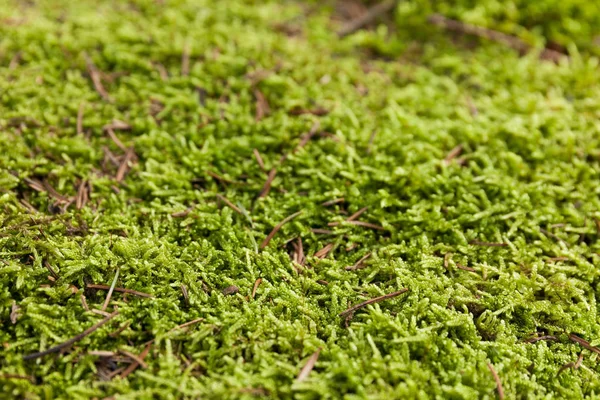 Moha fal textúra, zöld rénszarvas fű háttér. — Stock Fotó