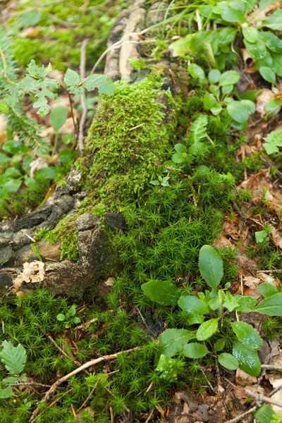 Beautiful juicy green macro forest pattern, nature carpet. — Stock Photo, Image