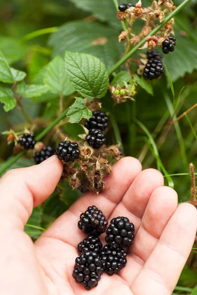 Ripe blackberry bush plant, autumn wild antioxidant berry in for