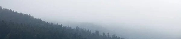 Dark foggy forest, mist background. Nature pine tree. Copy space