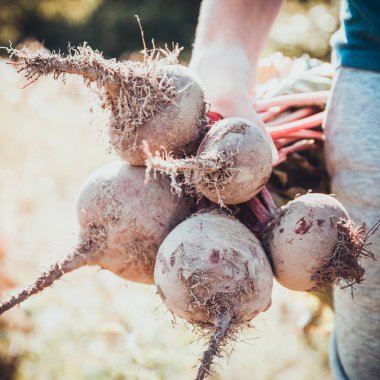 Kendi gıda, sonbahar kırmızı pancar büyümek.