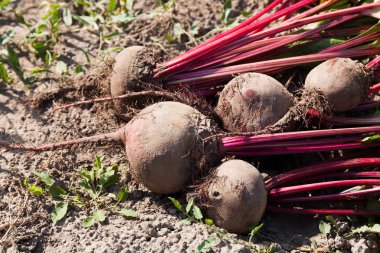 Tarım pancarı arka plan, taze pancar demet.