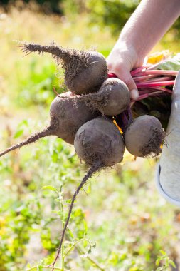 Sonbahar tarım kırmızı pancar demet, pancar diyet.