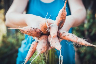 Elinde Sonbahar tarım havuç, kirli çiftlik hasat.