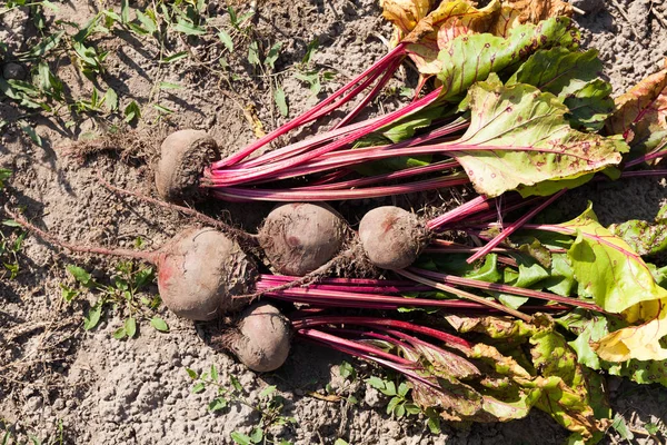 Červená řepa na zemi, zemědělská tmavá červená řepa. Čerstvé dietní potraviny. — Stock fotografie