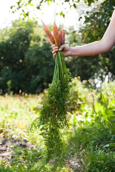 Récolte automnale des carottes, culture des champs. Ferme bio éco . — Photo