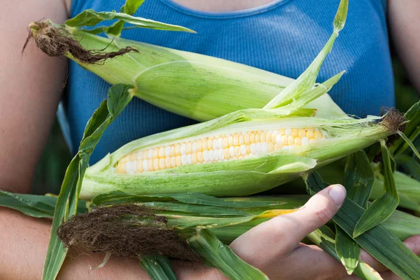 Colheita de milho, colheita em mãos de agricultores. Alimentos biológicos . — Fotografia de Stock