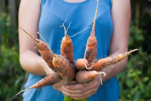 Autumn agriculture carrot in hands, dirty farm harvest.