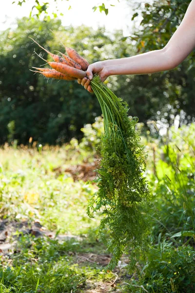 Récolte de légumes, carotte sale biologique . — Photo